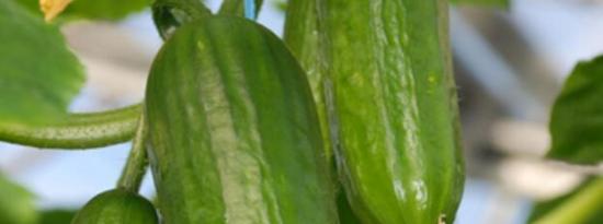 黄瓜与西葫芦：它们有什么不同