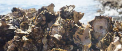 播放海洋音景可以召唤数以千计的小牡蛎并帮助牡蛎礁再生
