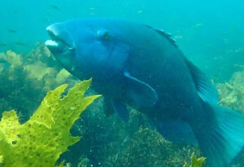 首次记录到濒临灭绝的牡蛎礁石上的蓝摸鱼