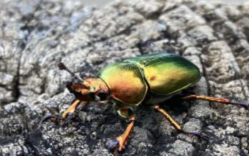 成群的彩虹色圣诞甲虫过去常常标志着澳大利亚每年的夏季
