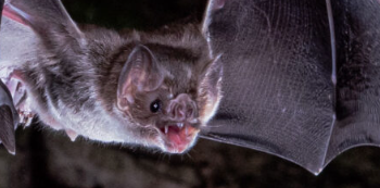 丢失的基因可能有助于解释吸血蝙蝠如何仅靠血液生存