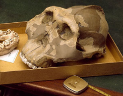 化石和古代 DNA 描绘了一幅生动的人类起源图景