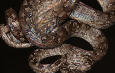 一只新发现的蟒蛇有大眼睛和方鼻子