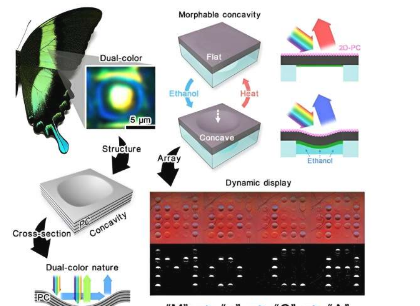 受蝴蝶翅膀的启发研究人员开发了一种用于光学设备的柔软变色系统