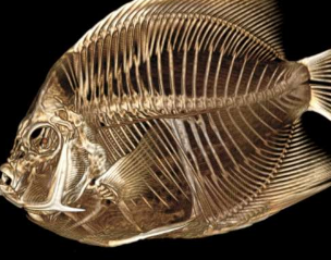 丹佛动物园的一条滑稽的漂浮鱼正在接受CT扫描