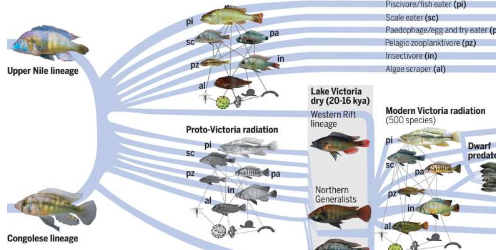 研究表明由于基因循环鱼类生物多样性激增